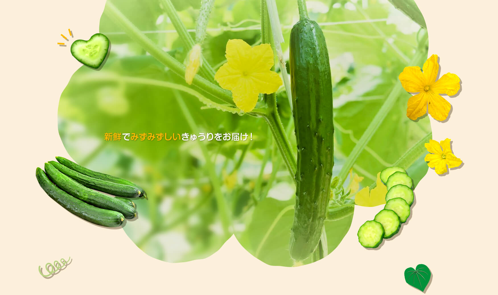 新鮮でみずみずしいきゅうりをお届け！